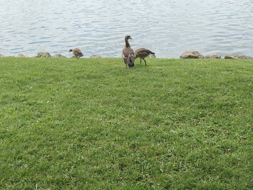 Egyptian Goose