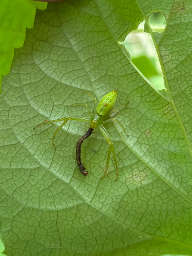 Oxytate striatipes