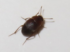 Sciodrepoides watsoni
