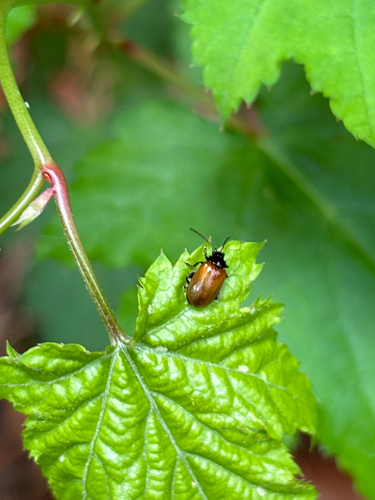 Phygasia fulvipennis
