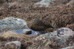 Lagopus lagopus scotica