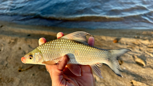 Rednose labeo (Labeo rosae) — Cyprinidae — 2