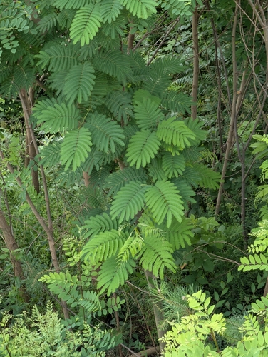 Silk Tree