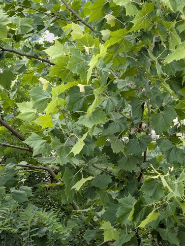 Sycamore