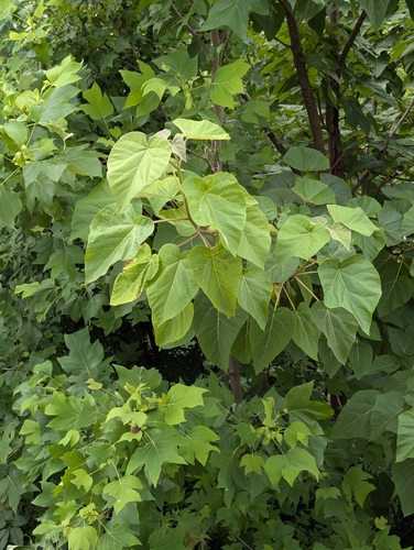 Empress Tree