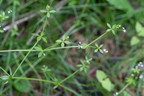 Galium pogonanthum iNat (2)