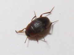 Sciodrepoides watsoni