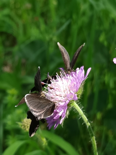 Chimney-sweeper