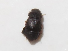 Proteininae