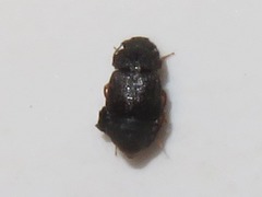 Proteininae