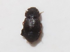Proteininae