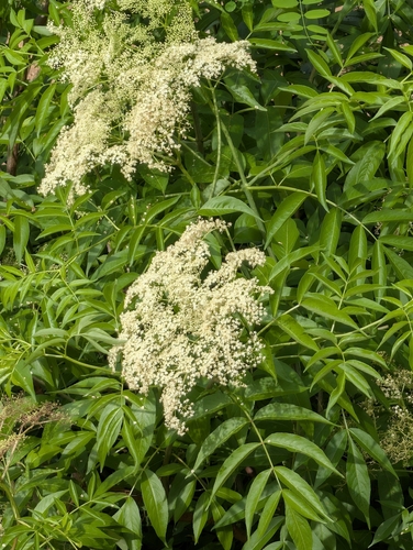 American black elderberry
