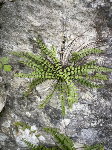 maidenhair spleenwort
