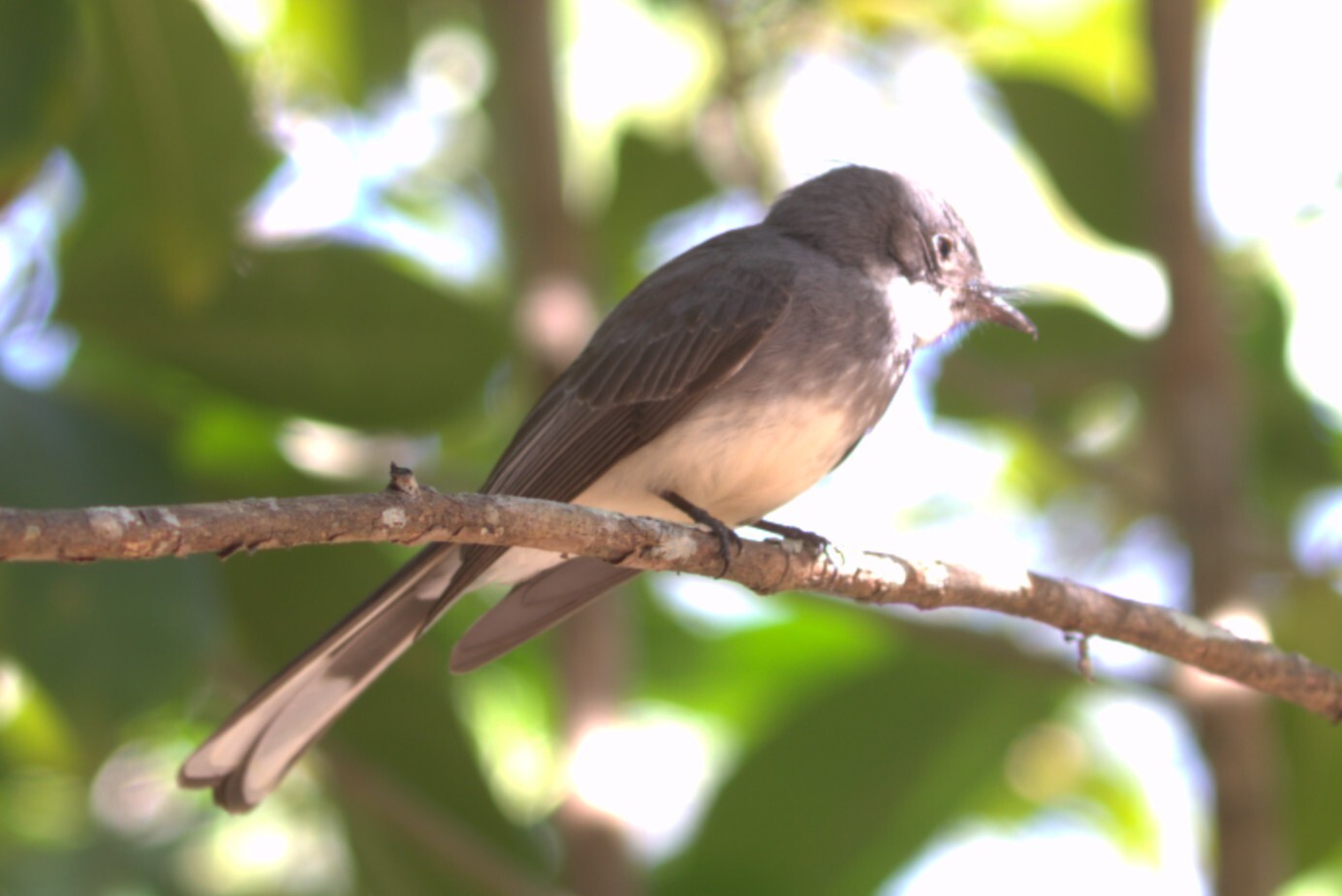 Northern Fantail (Rhipidura rufiventris), photo 5