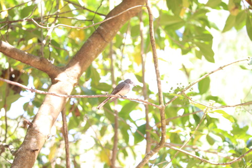 Northern Fantail (Rhipidura rufiventris), photo 10