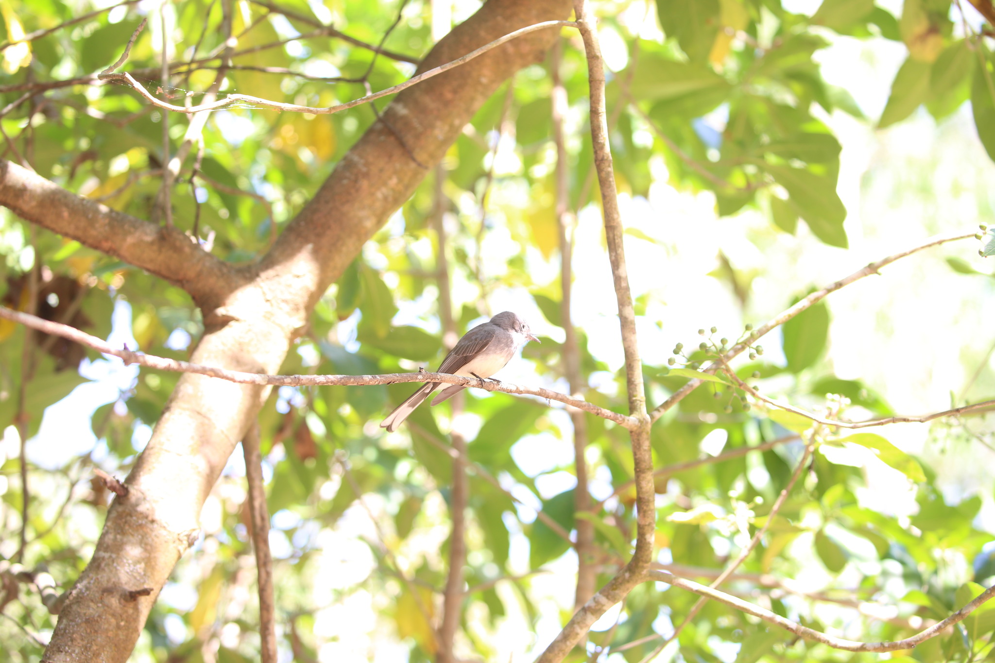 Northern Fantail (Rhipidura rufiventris), photo 6