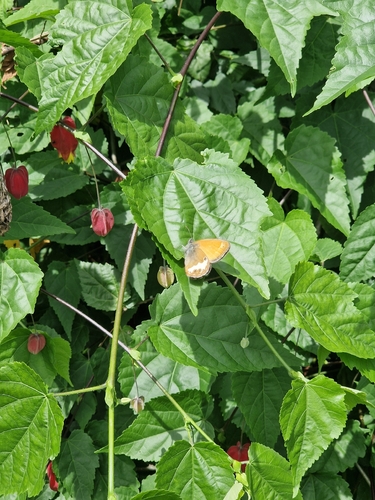 Pearly Heath