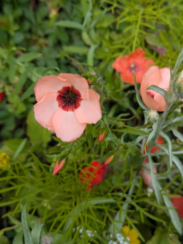 Linum grandiflorum