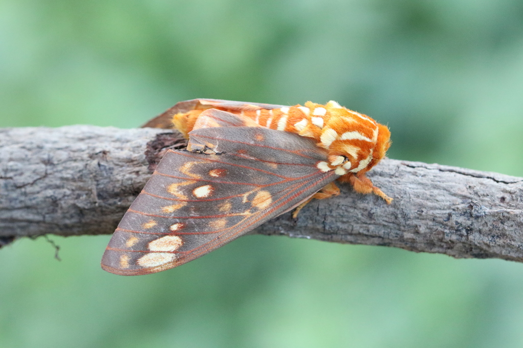 Citheronia bellavista