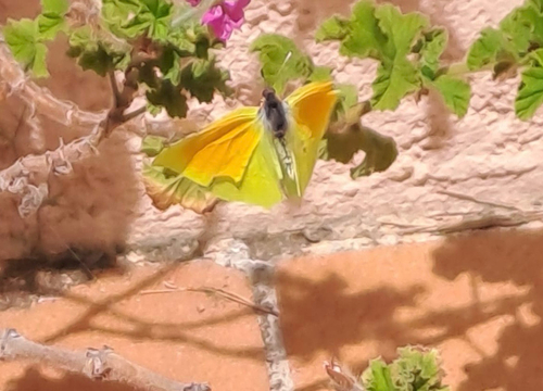 Cleopatra Butterfly