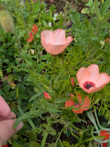 Linum grandiflorum