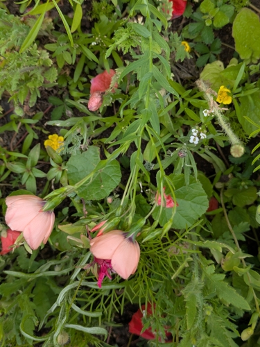 Linum grandiflorum
