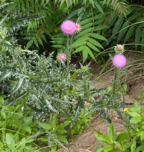 musk thistle