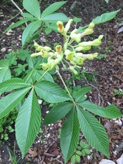 Aesculus pavia flavescens