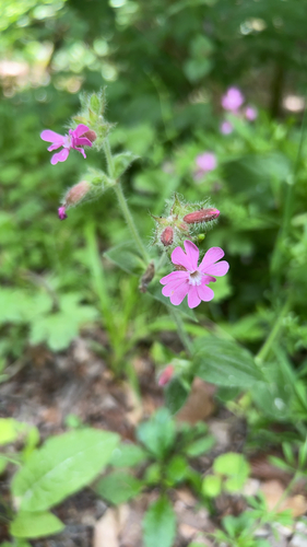 red campion