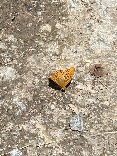 Silver-washed Fritillary