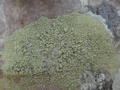 Pyrrhospora quernea