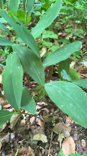 European lily of the valley