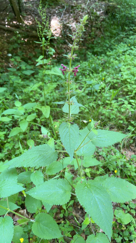 hedge woundwort