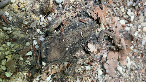 European Toad
