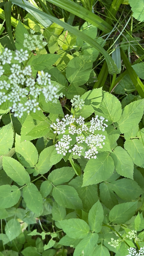 Goutweed