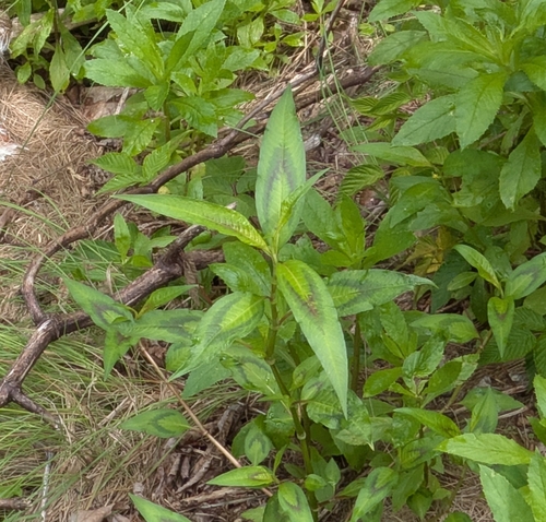 Persicaria odorata, photograph 1