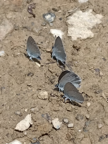 Small Blue