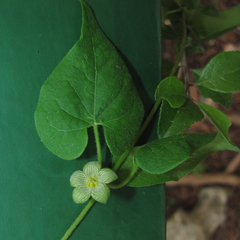 Matelea edwardsensis