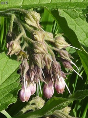 Symphytum officinale