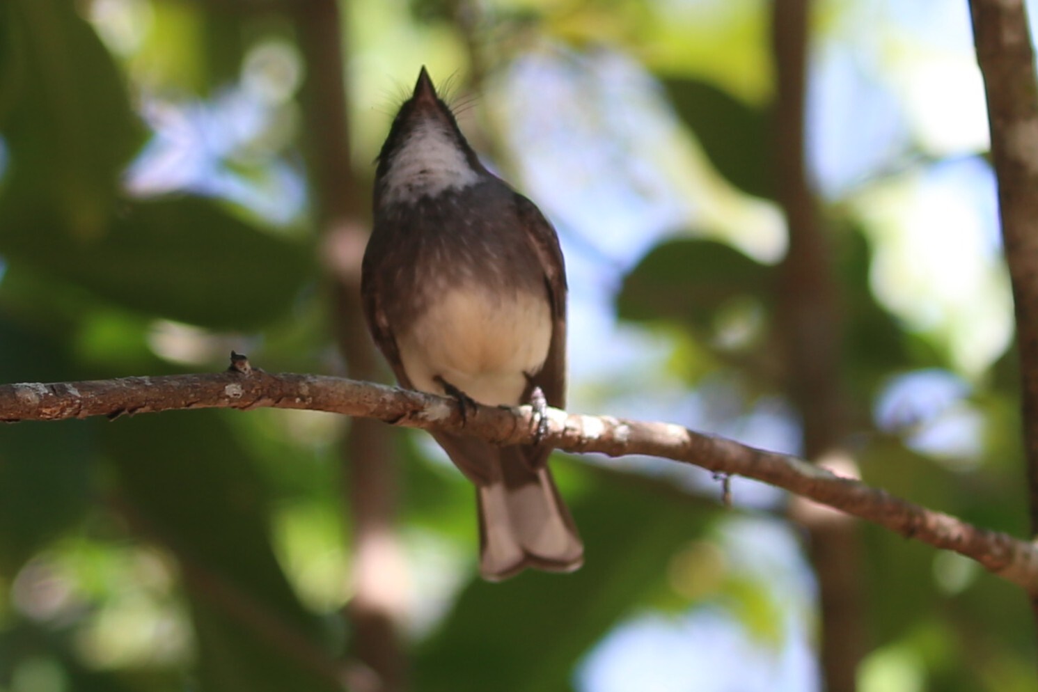 Northern Fantail (Rhipidura rufiventris), photo 8