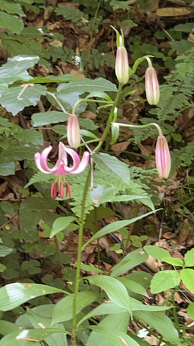 Martagon Lily
