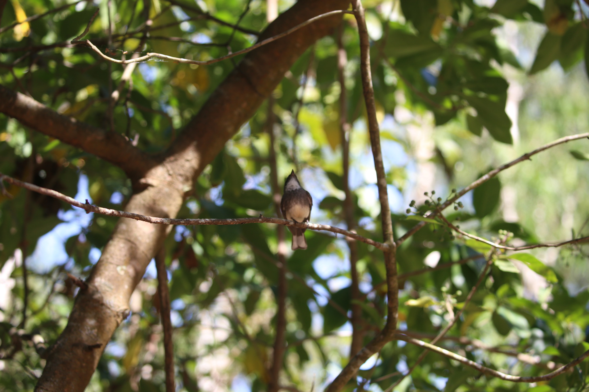 Northern Fantail (Rhipidura rufiventris), photo 9