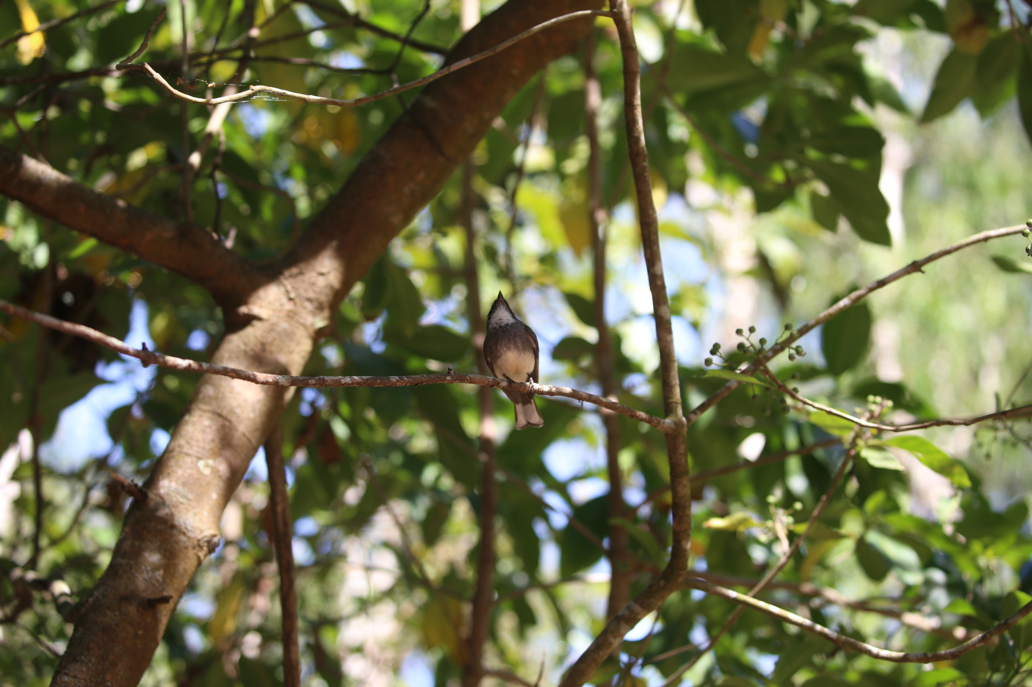 Northern Fantail (Rhipidura rufiventris), photo 7