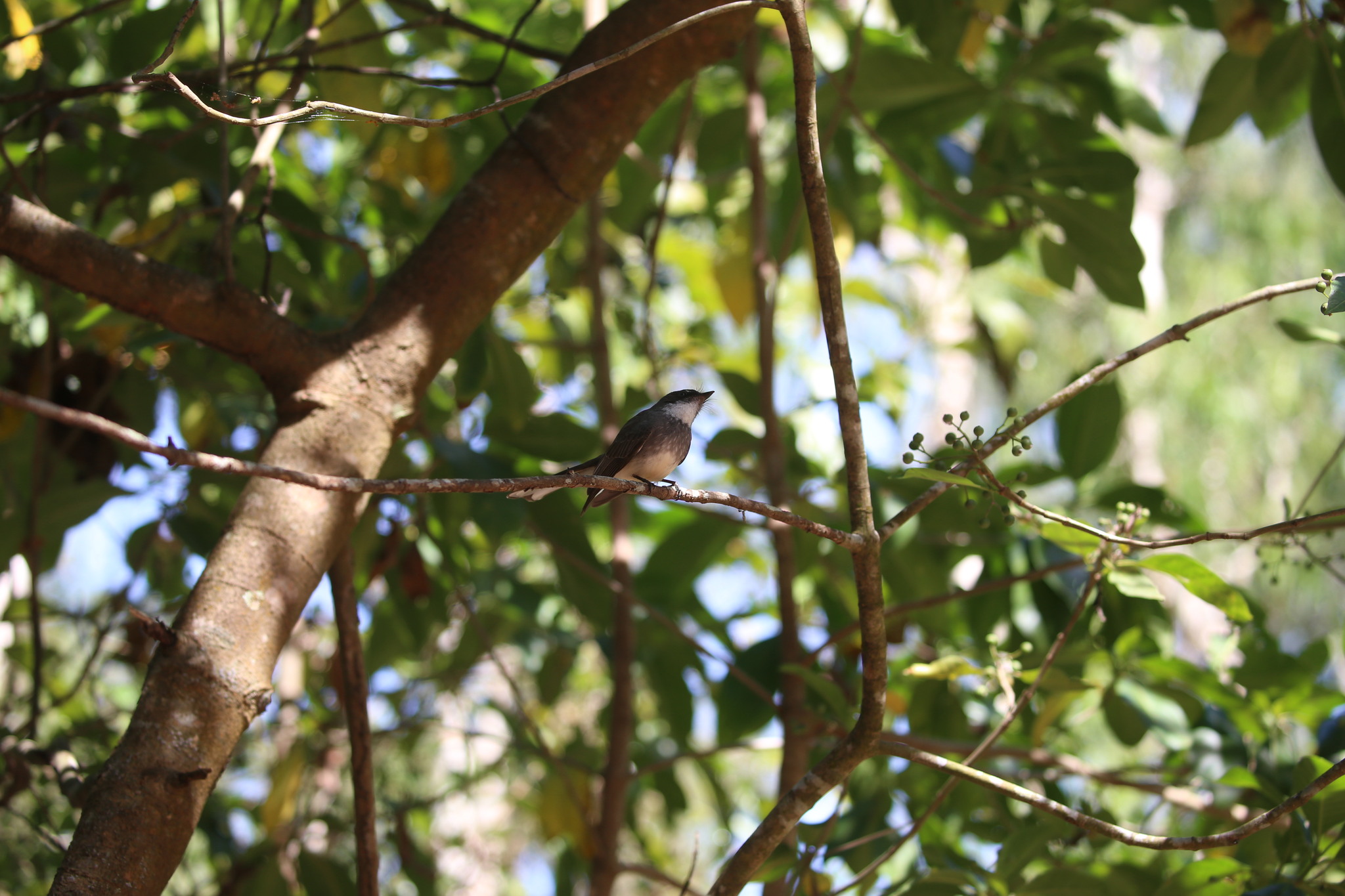 Northern Fantail (Rhipidura rufiventris), photo 4