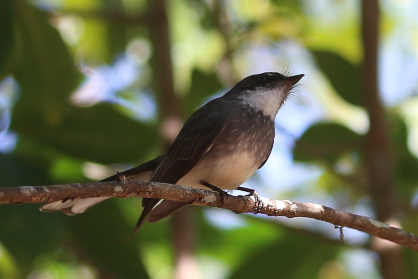 Northern Fantail (Rhipidura rufiventris), photo 3