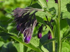 Symphytum officinale