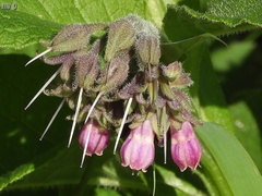 Symphytum officinale