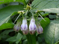 Symphytum officinale