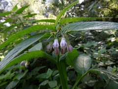 Symphytum officinale