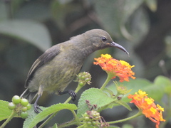 Anjouan Sunbird photo 3